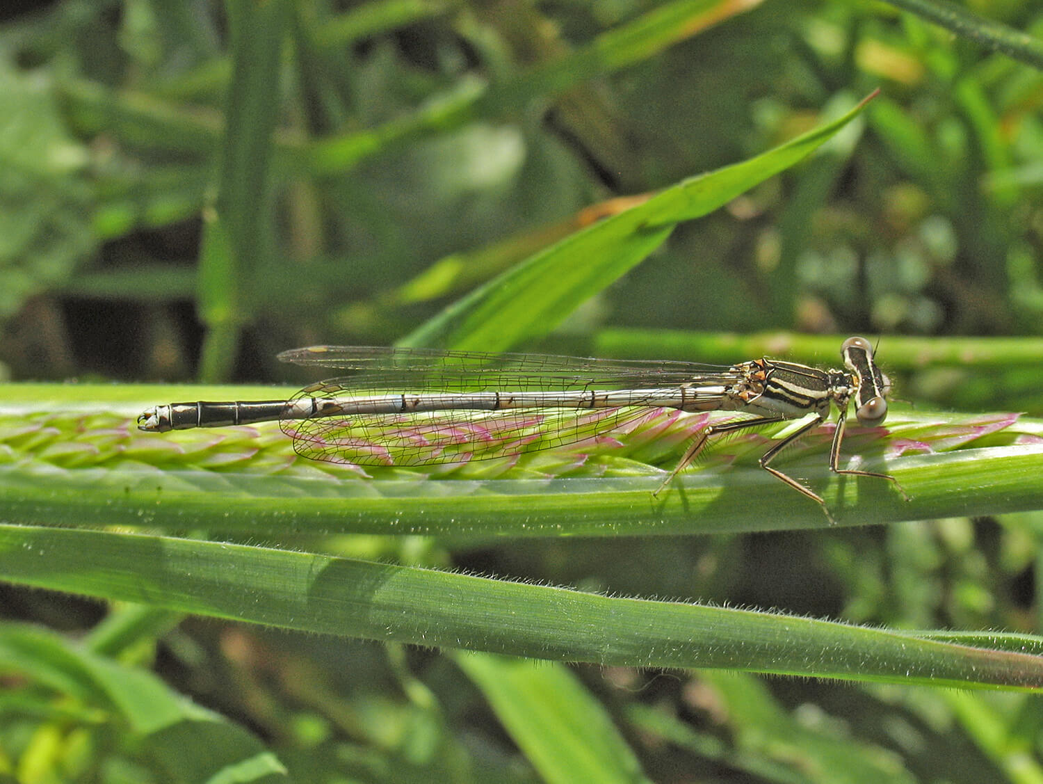 Male Platycnemis pennipes by David Kitching